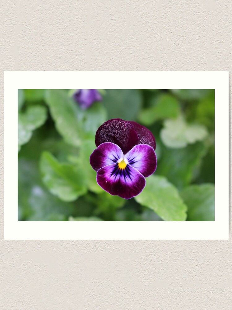 Alternate view of Purple Pansy Art Print