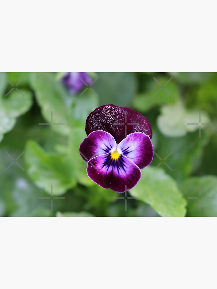Purple Pansy by debfaraday