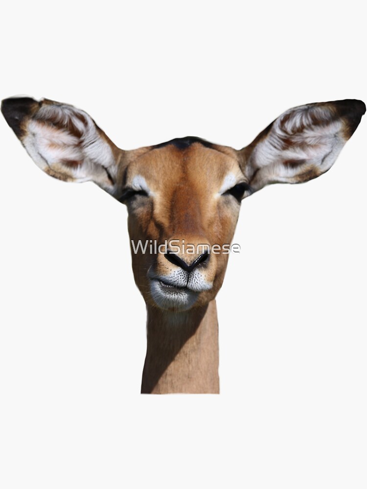 "Antelope funny face" Sticker for Sale by WildSiamese Redbubble