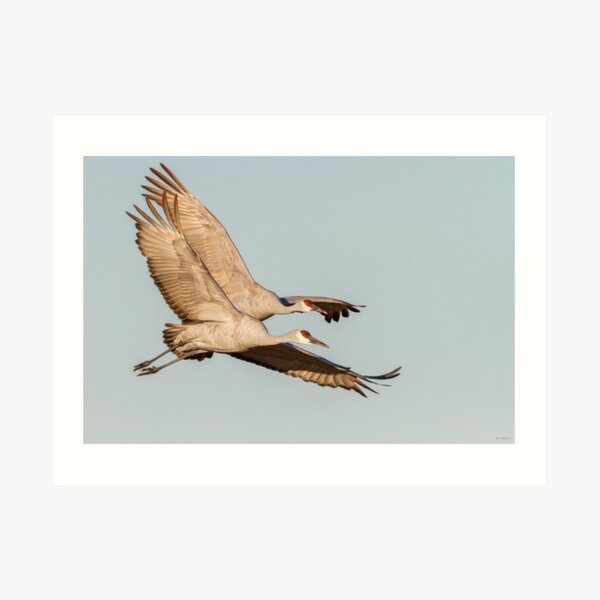 Two close -- Sandhill Cranes Art Print