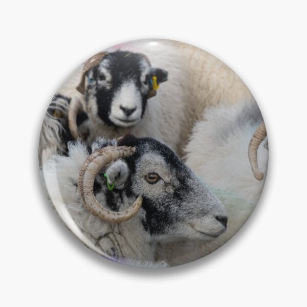 Item preview, Swaledale Sheep designed and sold by HAPhotography.