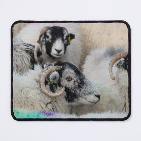 Item preview, Swaledale Sheep designed and sold by HAPhotography.