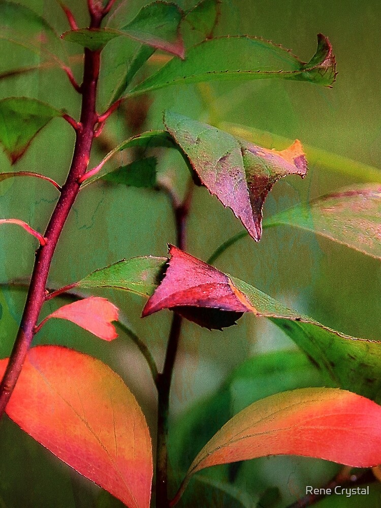 Autumn's Glow by imagesbycrystal