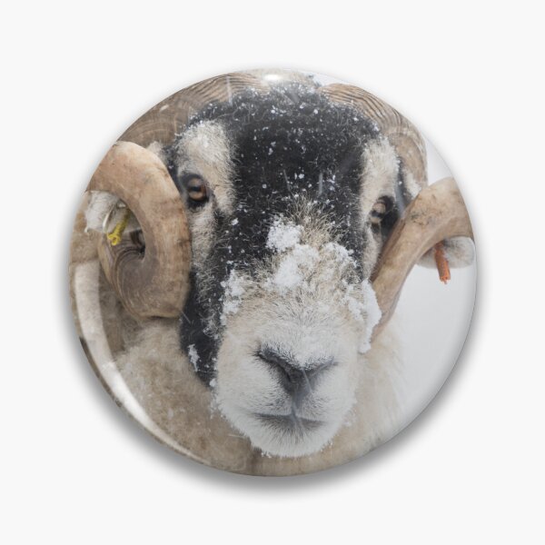 Item preview, Swaledale Ram in snowy field designed and sold by HAPhotography.