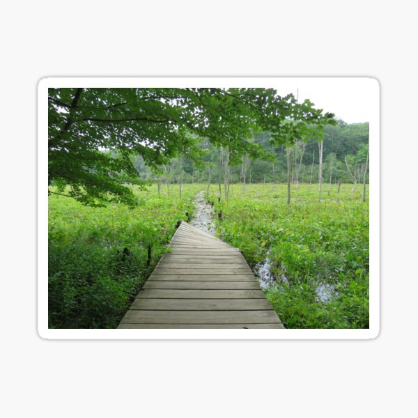Item preview, Wetlands Boardwalk  designed and sold by Tonia Delozier's Photography .