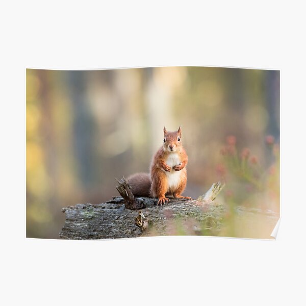 Red Squirrel in Woodland Poster