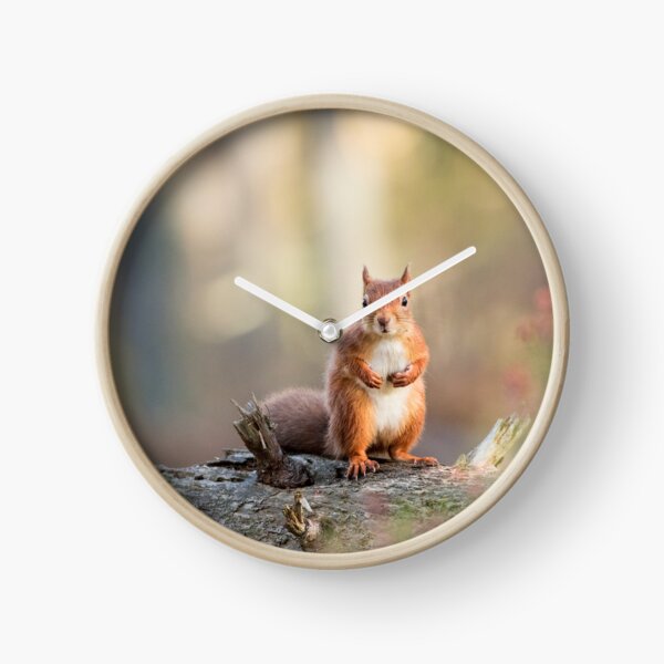 Red Squirrel in Woodland Clock