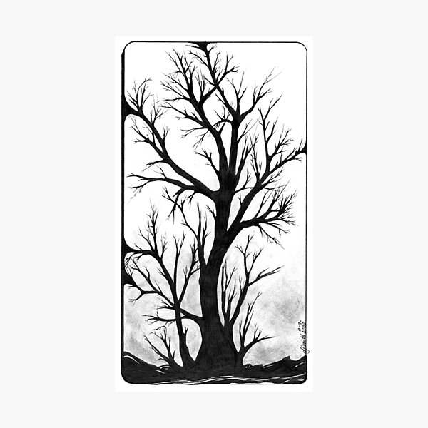 Winter's Bark, Ink Drawing Photographic Print