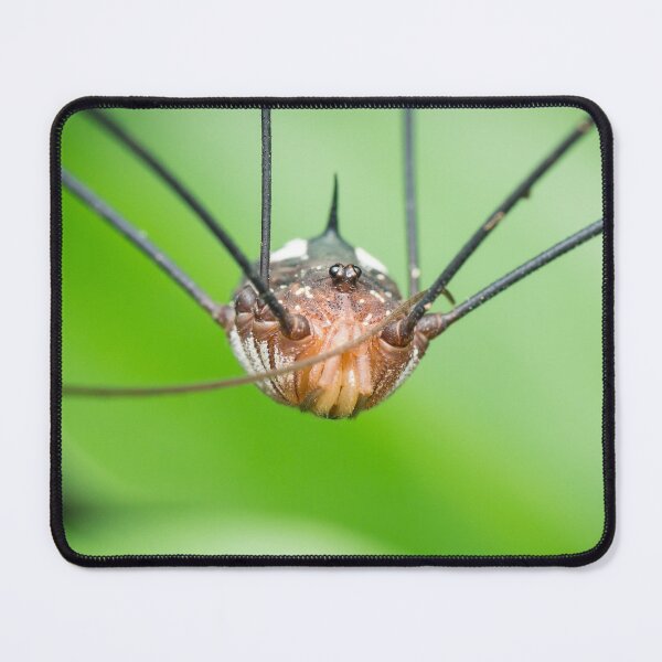 Item preview, An alien looking harvestman (daddy longleg) designed and sold by AvonPerception.