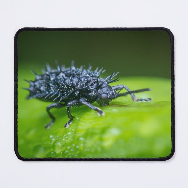 Item preview, A spiny leaf beetle sipping water on the leaf designed and sold by AvonPerception.