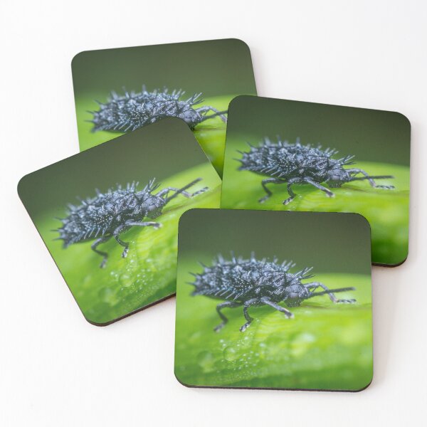 Item preview, A spiny leaf beetle sipping water on the leaf designed and sold by AvonPerception.