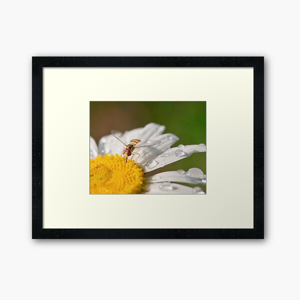 Watering Hole Framed Art Print