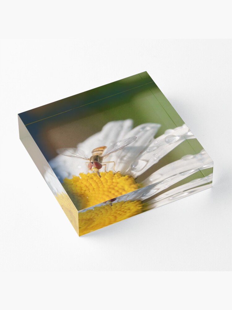 Alternate view of Watering Hole Acrylic Block