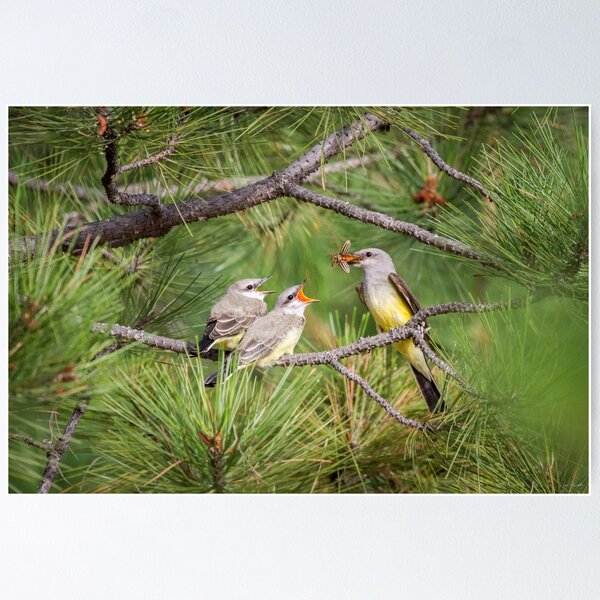 Item preview, "Who wants the June Bug?" -- Western Kingbird designed and sold by Tom Talbott.