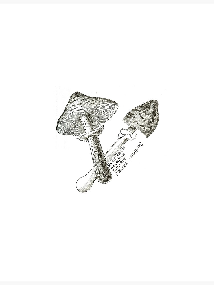 "Parasol Mushroom" Framed Art Print by SolanaBlantz Redbubble