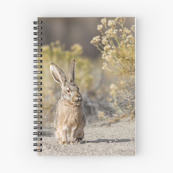 Item preview, Not Amused -- Jackrabbit designed and sold by Tom Talbott.
