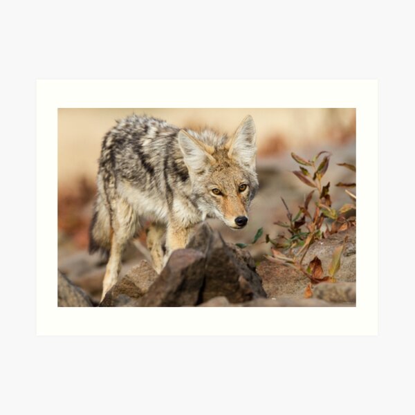 "You're in my way" -- Young Coyote Art Print