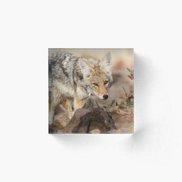 "You're in my way" -- Young Coyote Acrylic Block