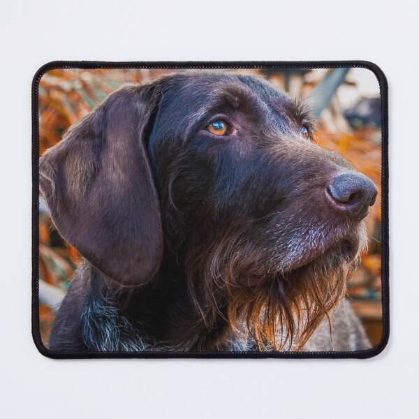 Item preview, German Wirehaired Pointer Portrait designed and sold by FOLK ART FUSION by heidiannemorris.
