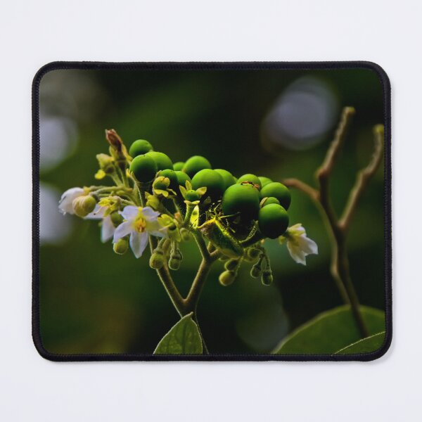 Item preview, Lovely Beetle On Tree Fruit designed and sold by alabca.