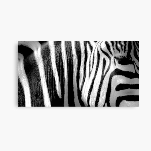 Zebra Stripes Canvas Print