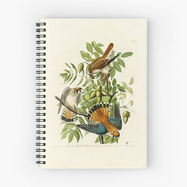 Item preview, Plate 142 American Sparrow Hawk - John James Audubon Art Prints designed and sold by TheSoulOfArt.