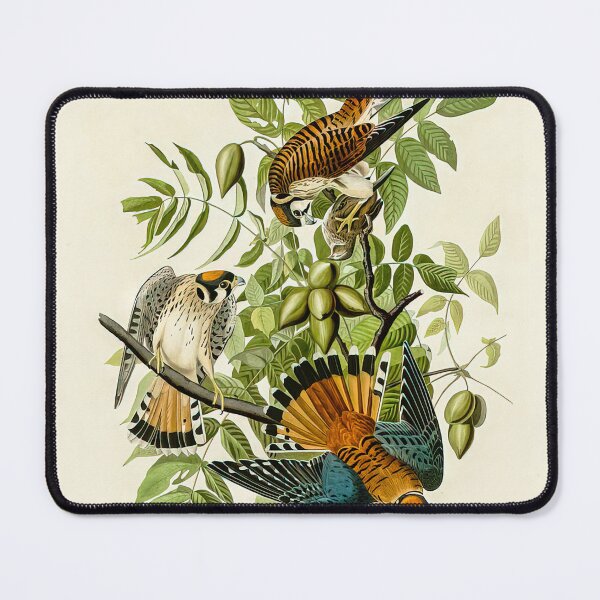 Item preview, Plate 142 American Sparrow Hawk - John James Audubon Art Prints designed and sold by TheSoulOfArt.