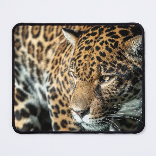 Item preview, Close-up of a jaguar. Panthera Onca. designed and sold by LubosChlubny.