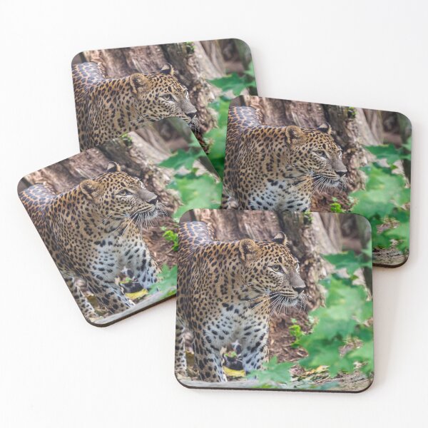 Item preview, Sri Lankan leopard, Panthera pardus kotiya designed and sold by LubosChlubny.