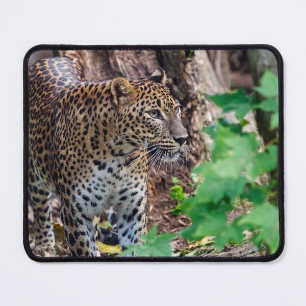 Item preview, Sri Lankan leopard, Panthera pardus kotiya designed and sold by LubosChlubny.