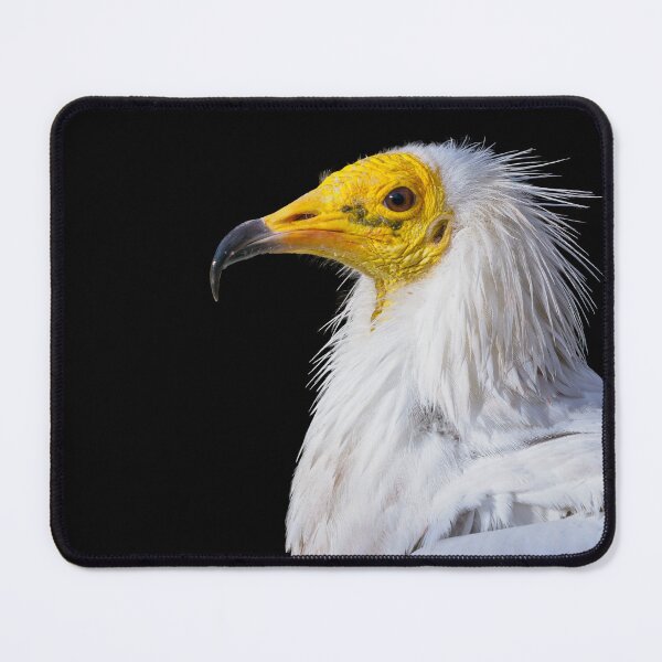 Item preview, View of a egyptian vulture  designed and sold by LubosChlubny.