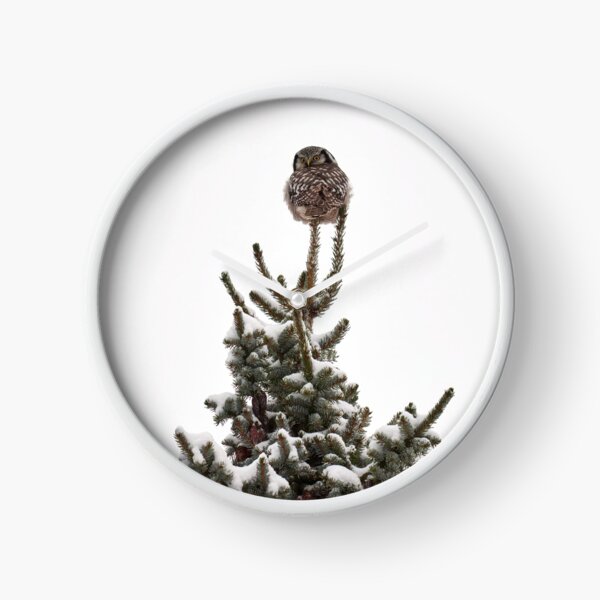 Item preview, Backwards. Northern hawk-owl designed and sold by Jouko Lehto Photography.