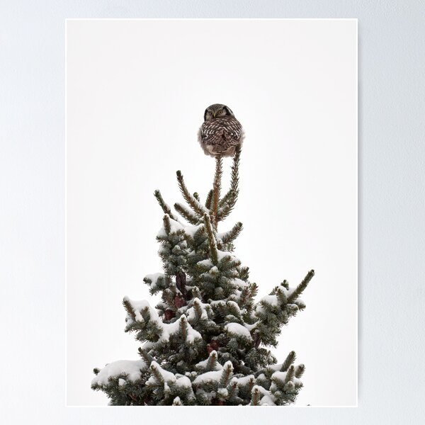Item preview, Backwards. Northern hawk-owl designed and sold by Jouko Lehto Photography.