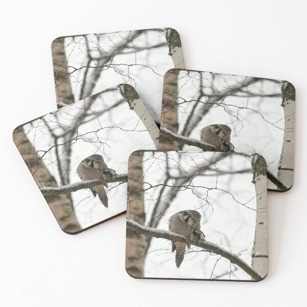 Item preview, The great tit catch. Northern hawk-owl designed and sold by Jouko Lehto Photography.