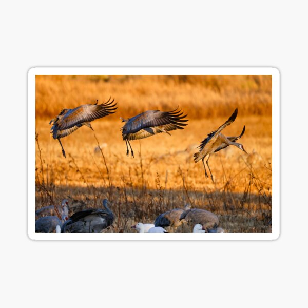 Item preview, Sandhills: Final Approach designed and sold by Ken McElroy.