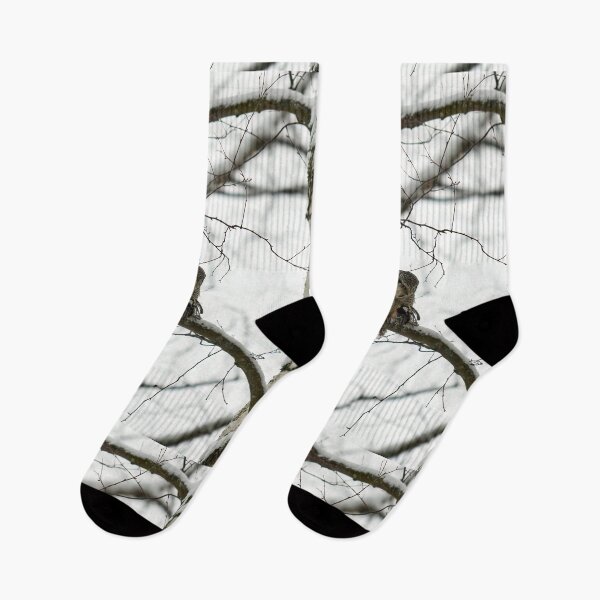 Item preview, The great tit catch. Northern hawk-owl designed and sold by Jouko Lehto Photography.