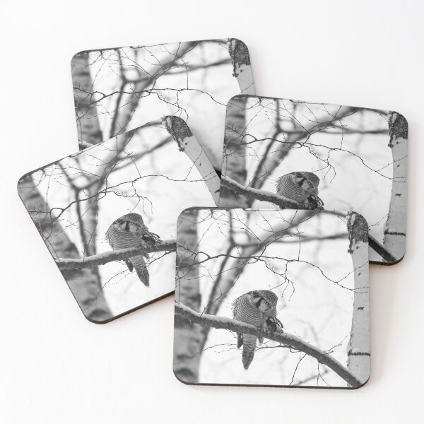 Item preview, The great tit catch. Northern hawk-owl bw designed and sold by Jouko Lehto Photography.