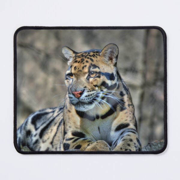 Item preview, Cluded Leopard  designed and sold by Savannah Gibbs.