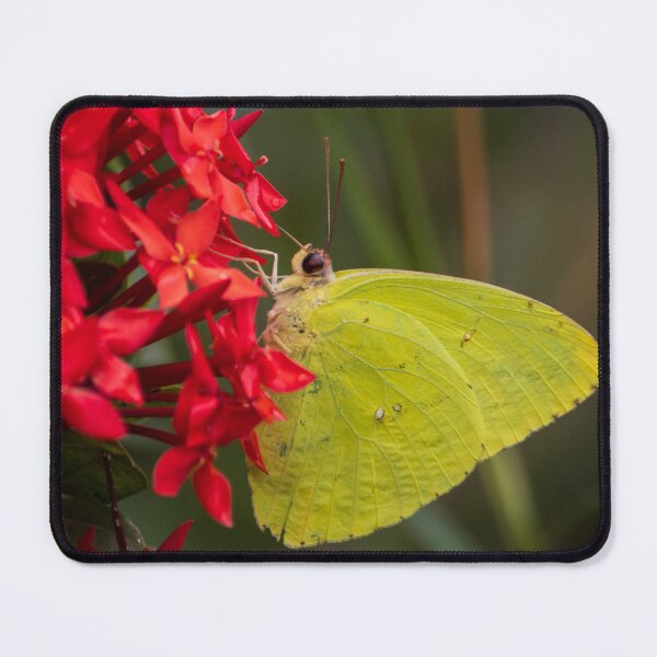Item preview, Cloudless Sulphur Butterfly designed and sold by Wes Goorachan.