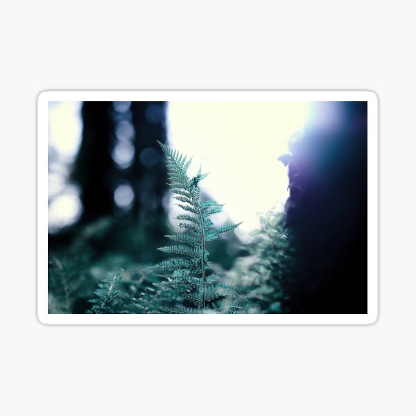 Item preview, Nostalgically, Moody Colours & Sword Fern in Woods designed and sold by Marcin W Photography.
