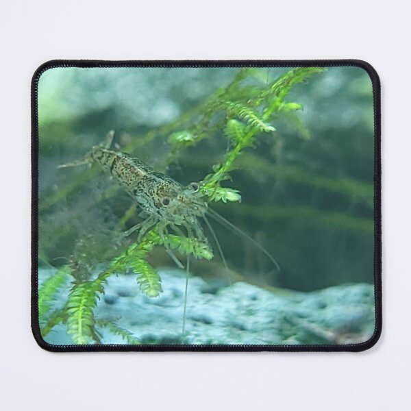 Item preview, Shrimp on a Leaf designed and sold by PetesPNWPhotos.