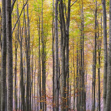 Artwork thumbnail, Autumn forest by Andrea Franchi