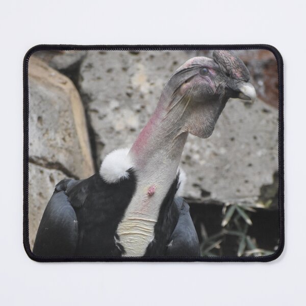 Item preview, Andean Condor  designed and sold by Sharon the Zoo Lady Photography .