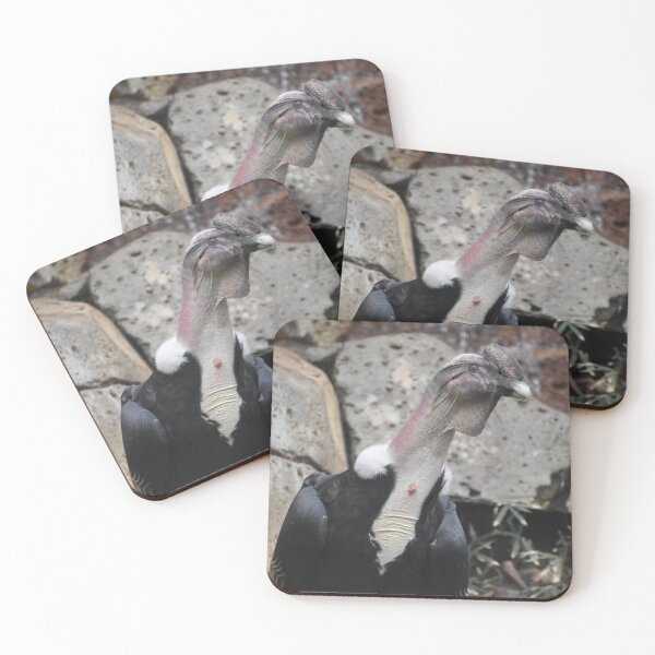 Item preview, Andean Condor  designed and sold by Sharon the Zoo Lady Photography .