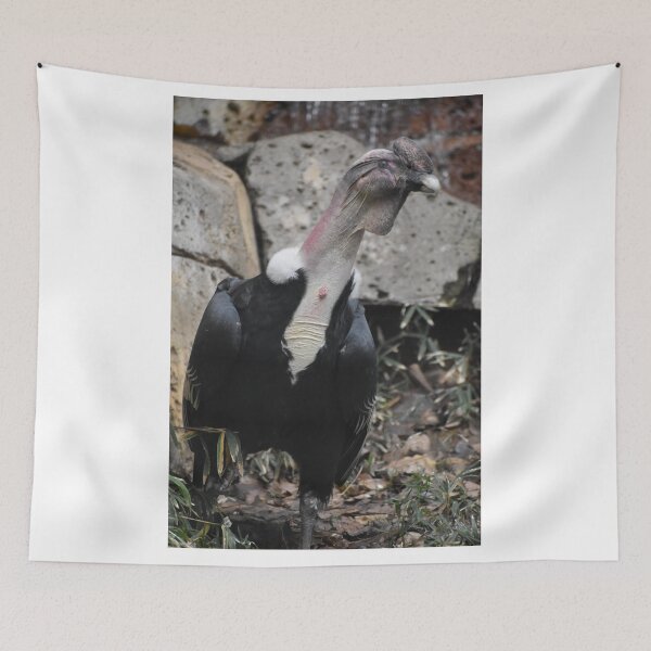 Item preview, Andean Condor  designed and sold by Sharon the Zoo Lady Photography .