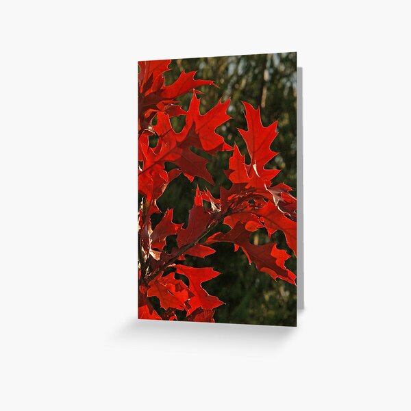 Oak Leaves in Autumn Flame Greeting Card