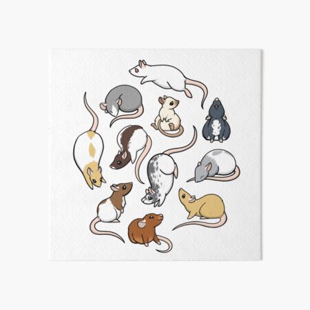 Rats Art Board Print