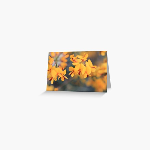 Bush-Pea Flowers Greeting Card
