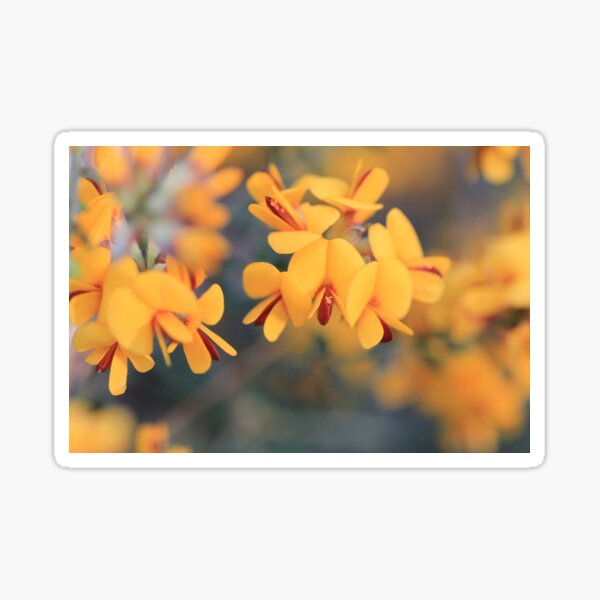 Bush-Pea Flowers Sticker