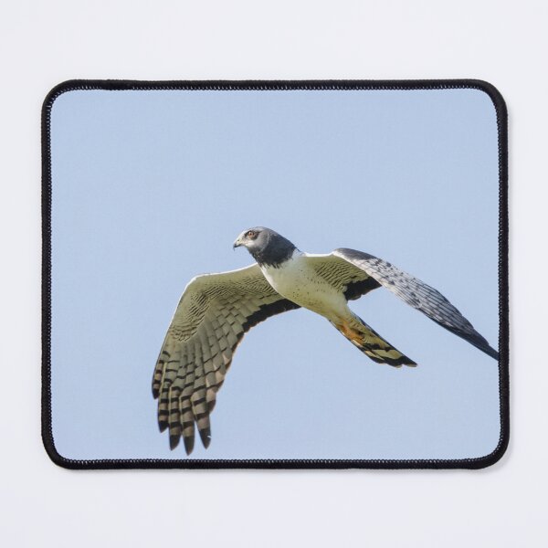 Item preview, Long Winged Harrier designed and sold by Wes Goorachan.